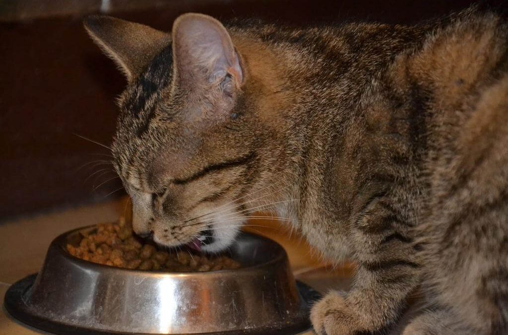 Sucha karma dla kota – jaką kupić? Wybieramy najlepsze suche karmy dla kotów młodych, starych, oraz sterylizowanych