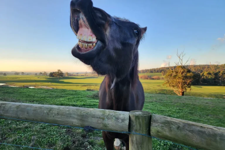 Dlaczego koń pokazuje zęby i jak na to reagować?